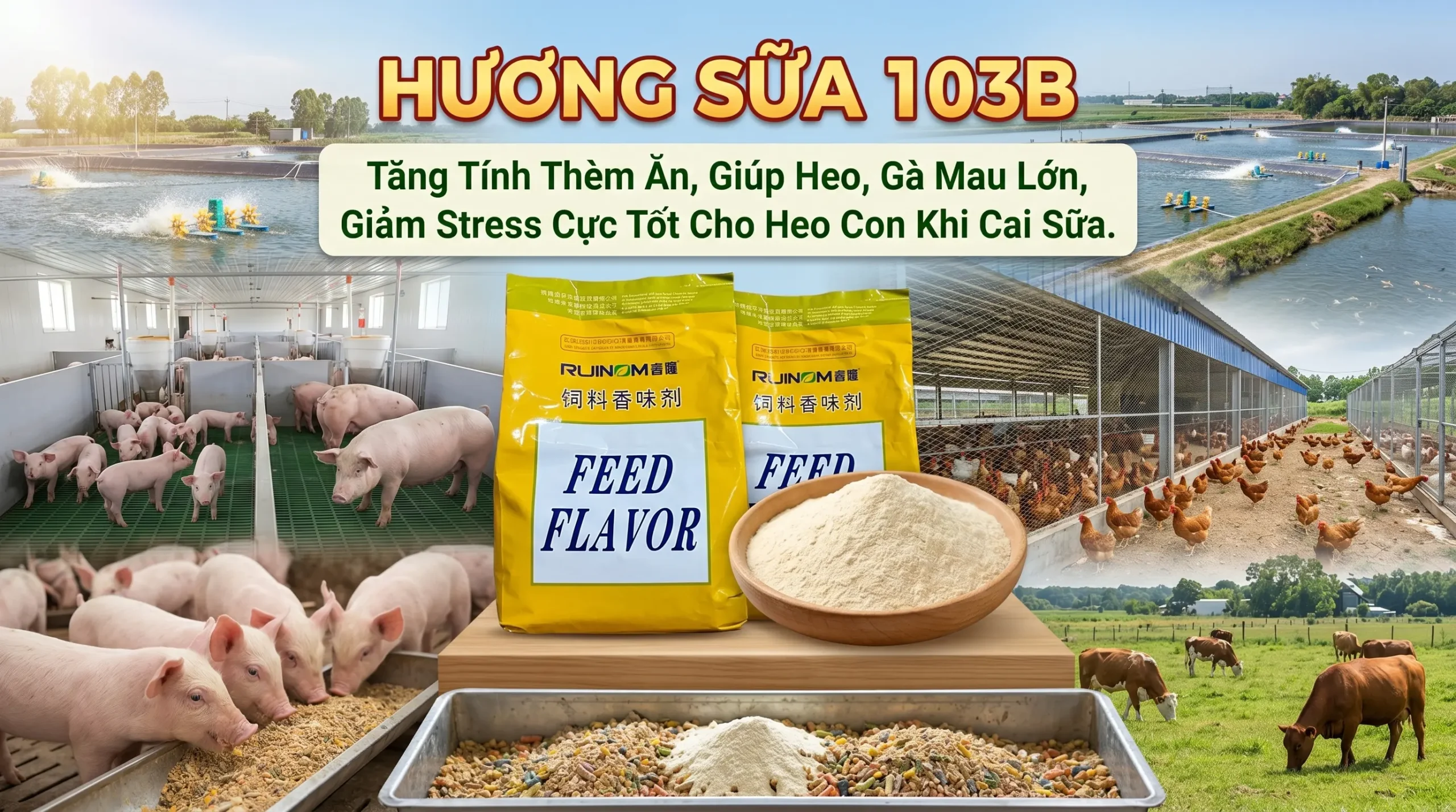 Hương Sữa 103B