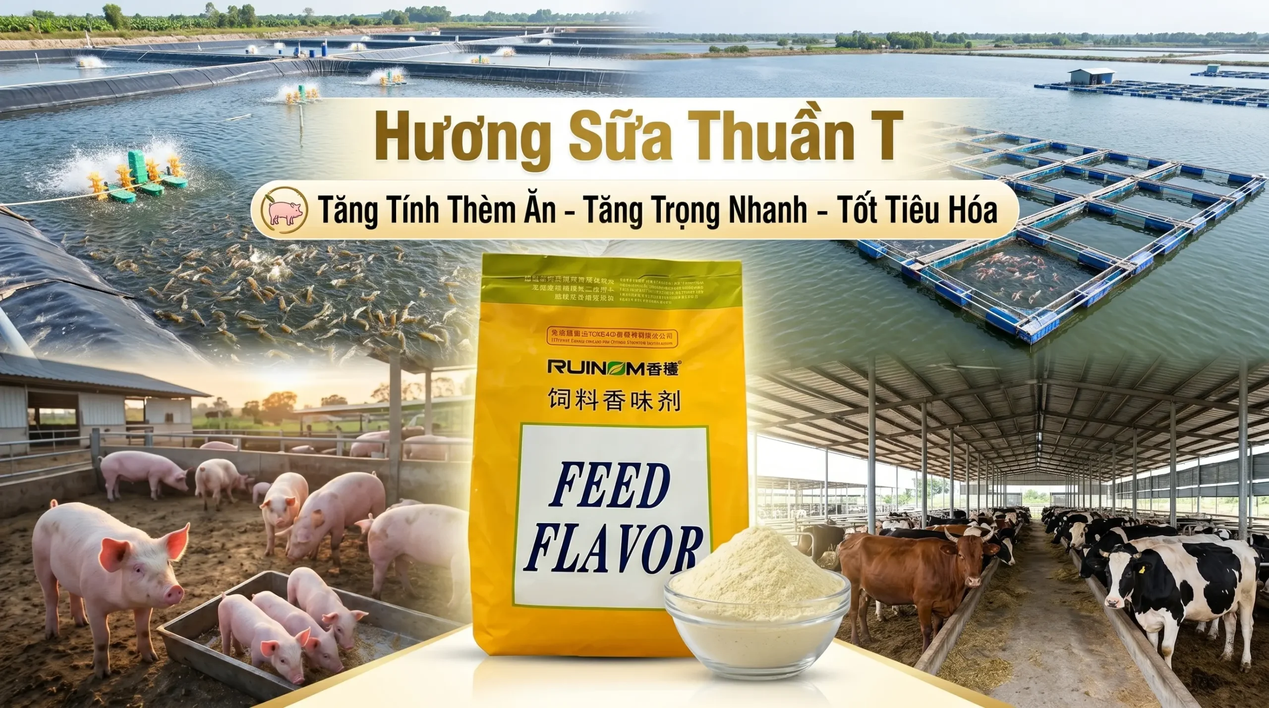 Hương Sữa Thuần T