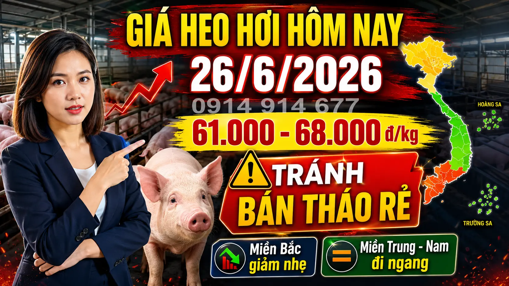 Giá Heo Hơi Hôm Nay 26/6/2026 Tránh Bán Tháo Rẻ